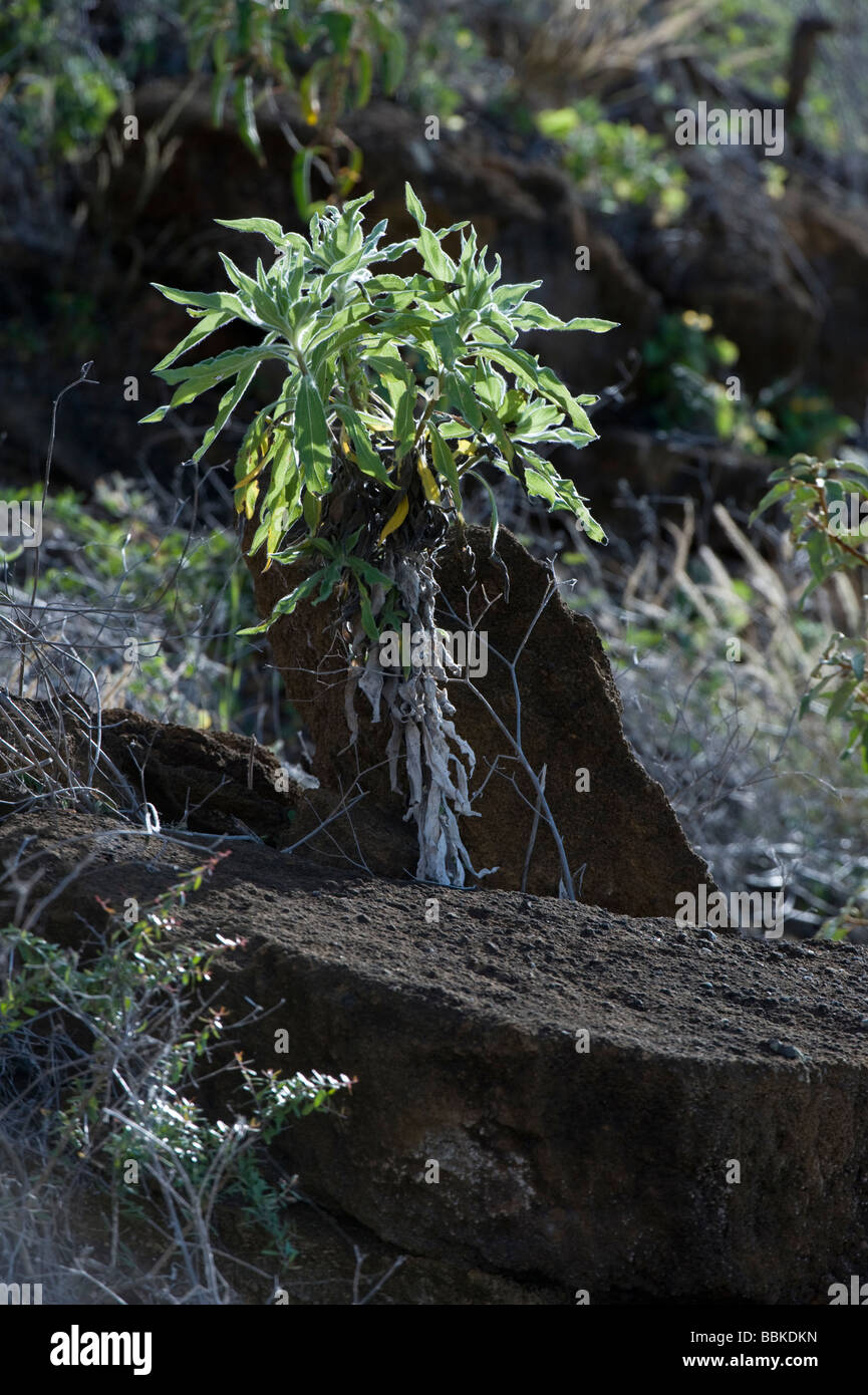 Long haired Scalesia (Scalesia villosa) arbuste endémique Punta Cormoran Equateur Galapagos Floreana Cormorant Océan Pacifique Banque D'Images