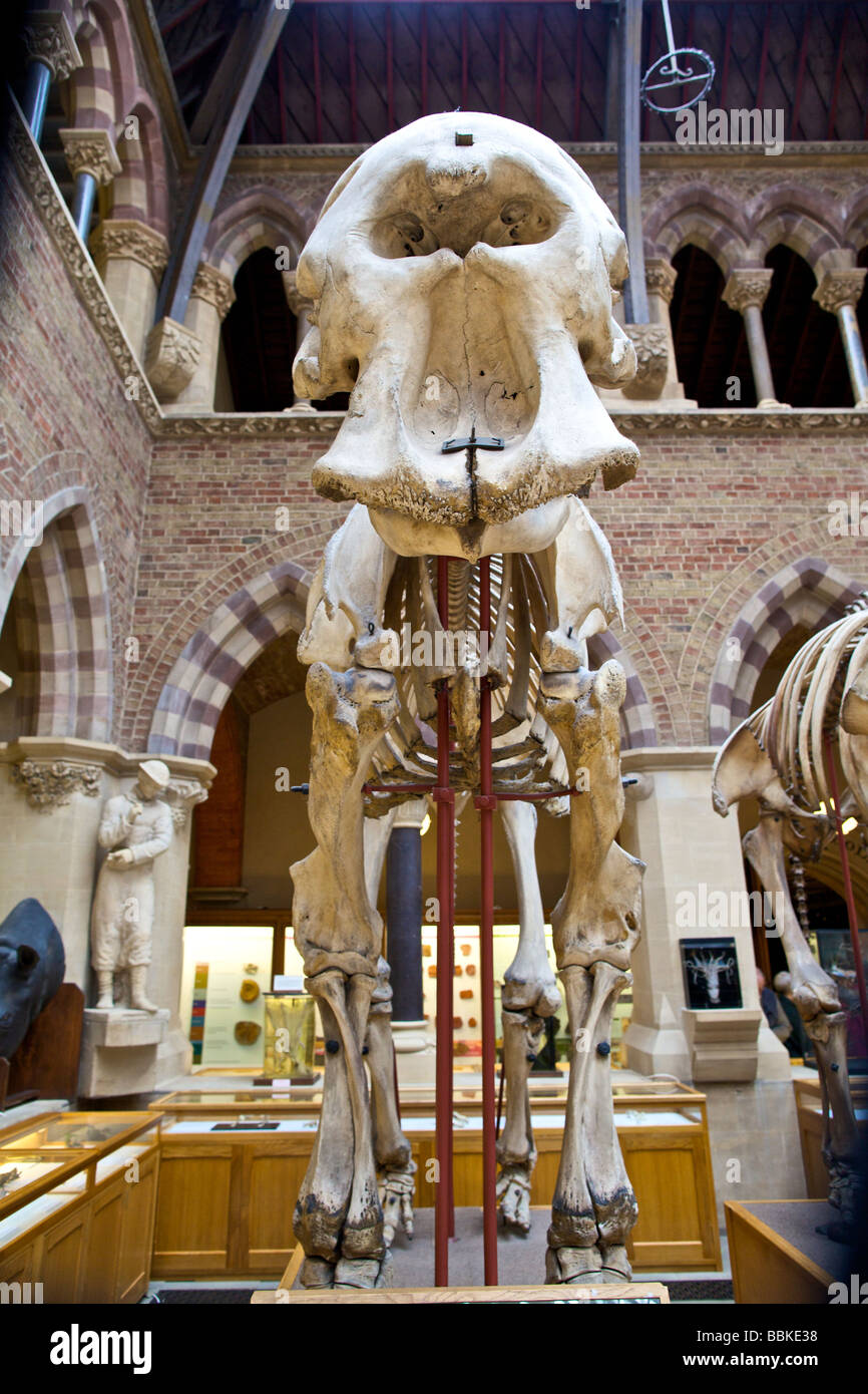Oxford University Museum of Natural History l'Angleterre Banque D'Images