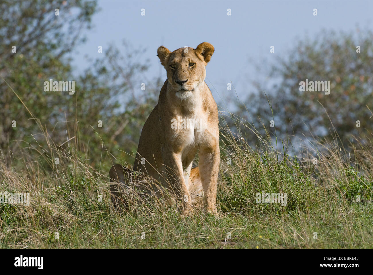 Panthera leo lion lionne le Masai Mara Kenya Afrique de l'Est Banque D'Images