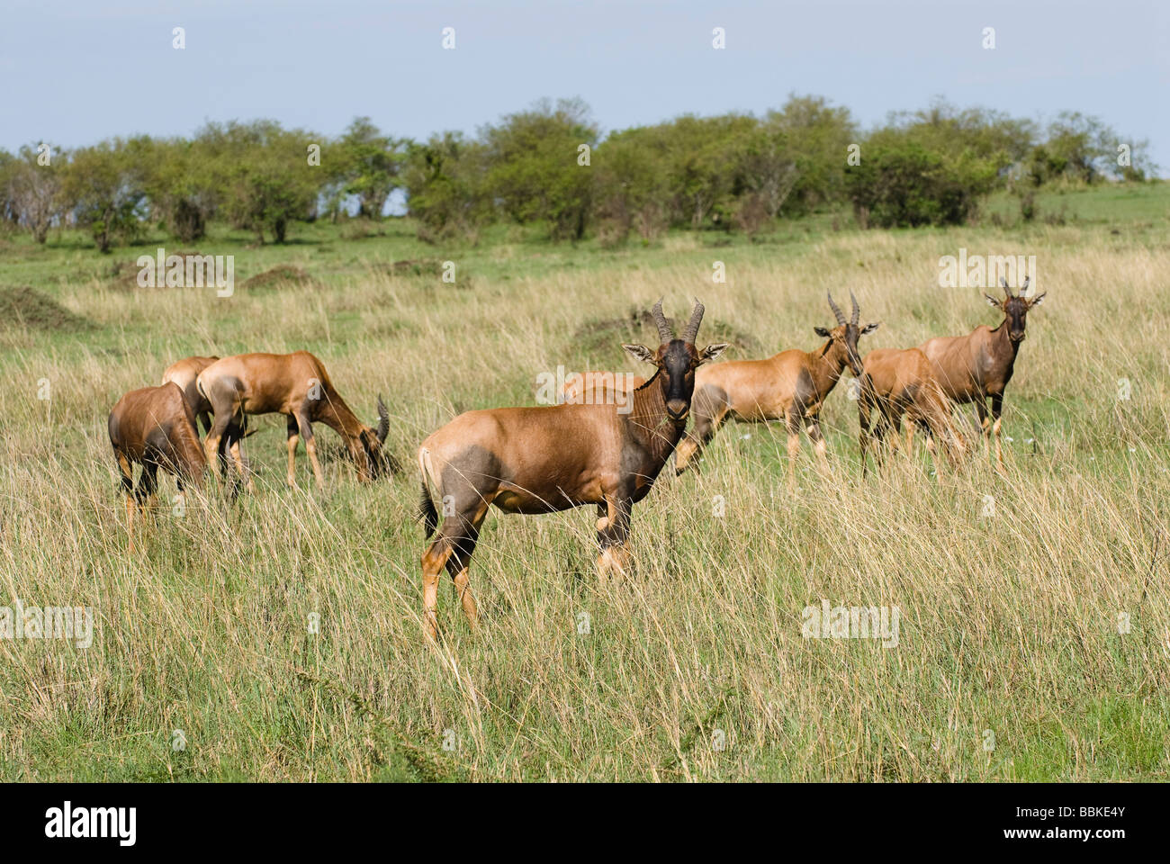 Topi Damaliscus lunatus Masai Mara NATIONAL RESERVE Kenya Afrique de l'Est Banque D'Images