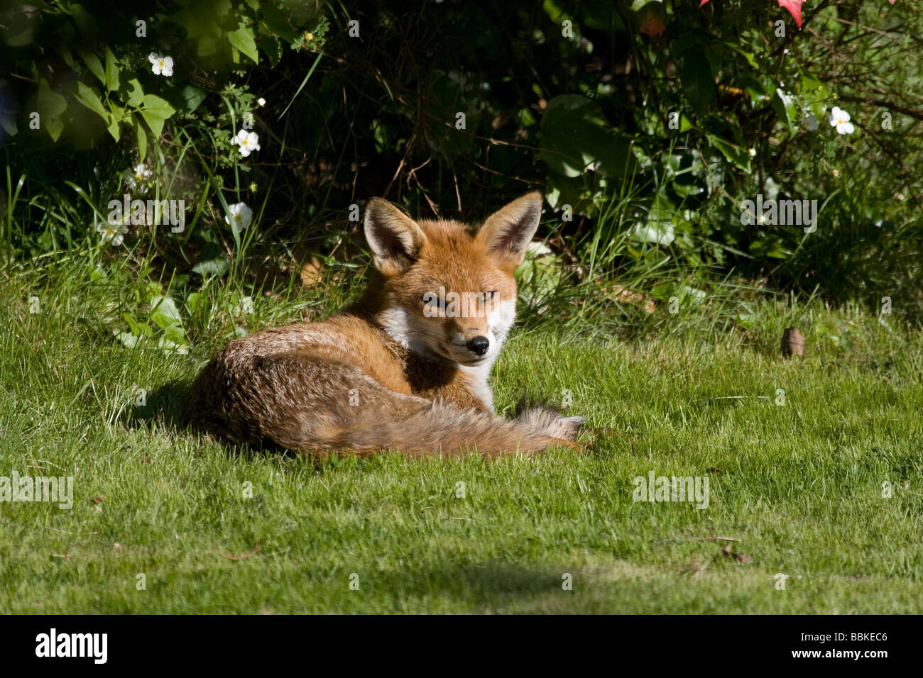 Sleepy fox se reposant dans jardin urbain, Surbiton, Surrey, UK Banque D'Images