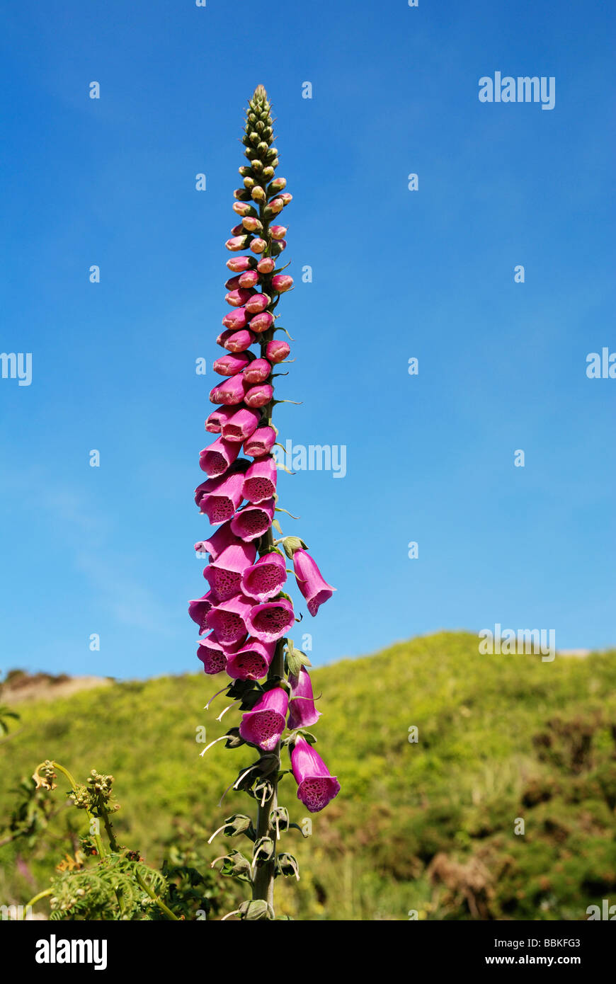 Une floraison de la digitale dans la campagne des Cornouailles, Royaume-Uni Banque D'Images