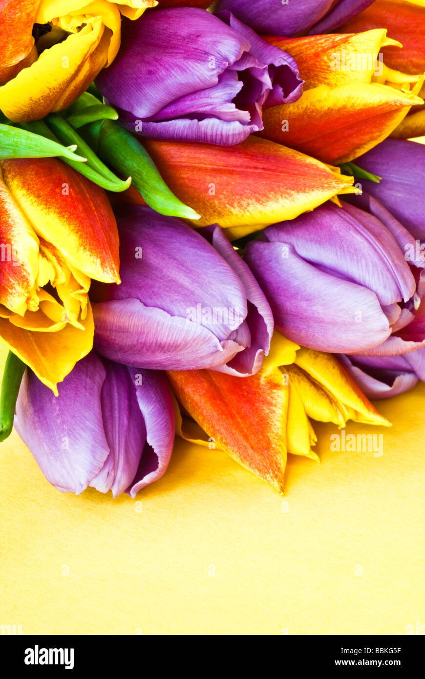 Close up d'un groupe de tulipes colorées sur un fond jaune avec espace pour copier Banque D'Images