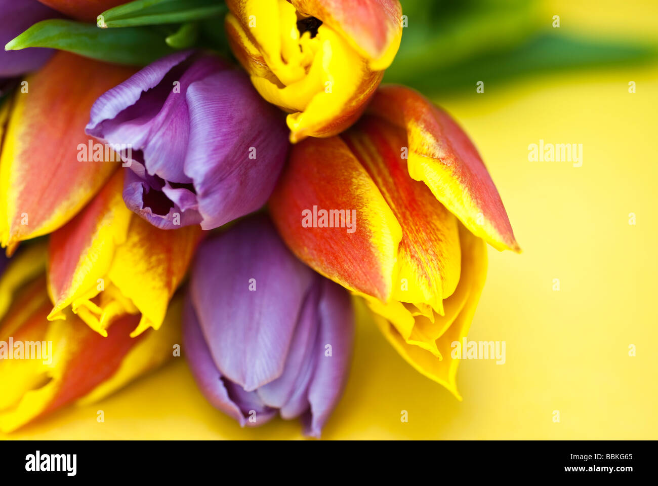 Close up de tulipes colorées sur un fond jaune clair, selective focus Banque D'Images