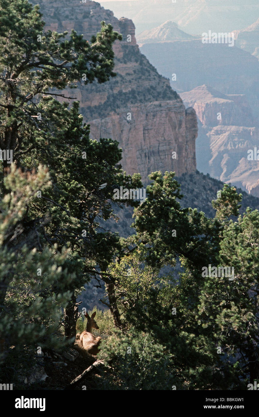 Le cerf mulet reposant sur South Rim du Grand Canyon National Park Arizona Banque D'Images