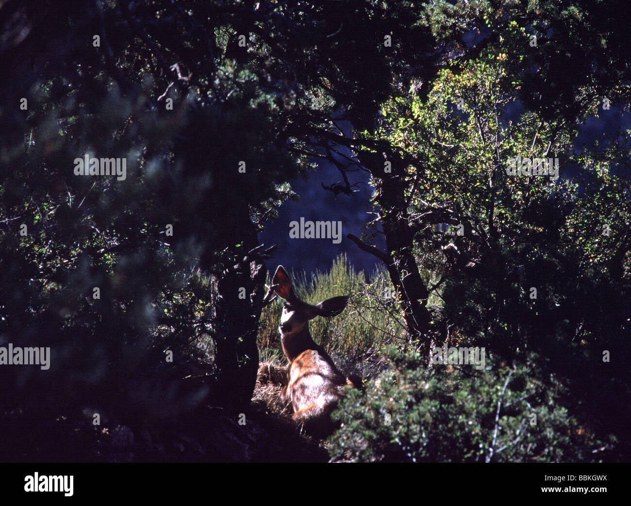 Le cerf mulet reposant sur South Rim du Grand Canyon National Park Arizona Banque D'Images