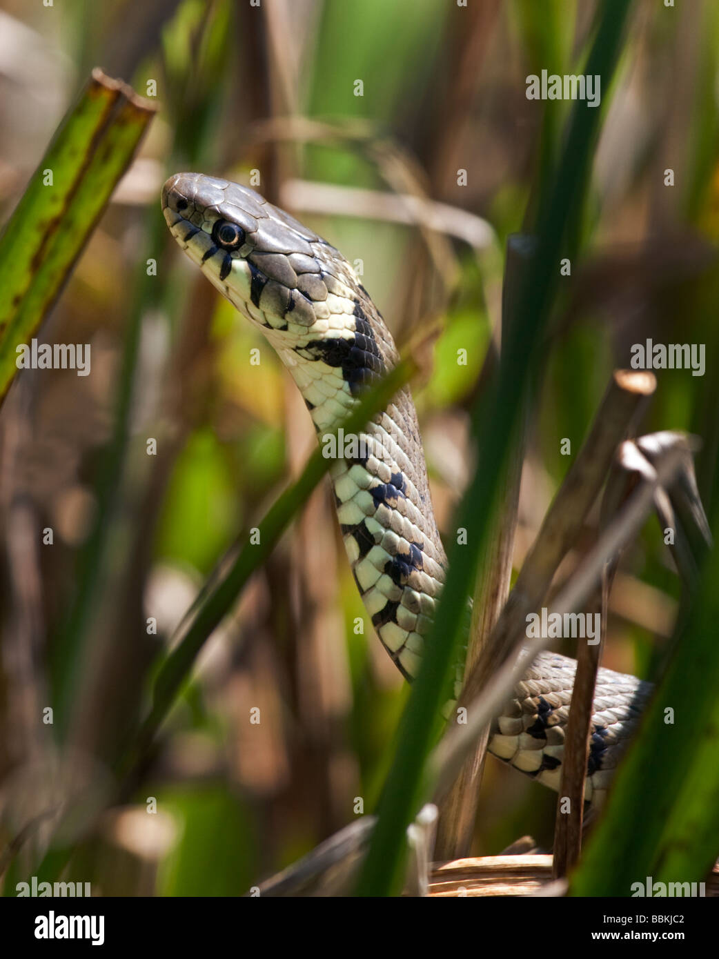 European Grass Snake ou serpent annelé (Natrix natrix), Royaume-Uni Banque D'Images