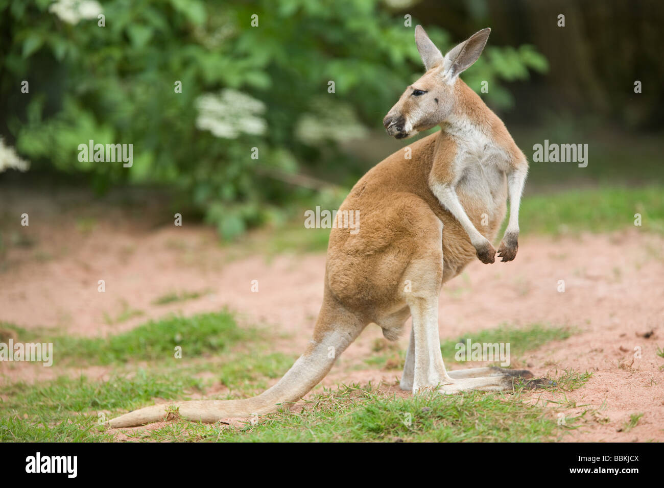 Macropus rufus kangourou rouge - Banque D'Images