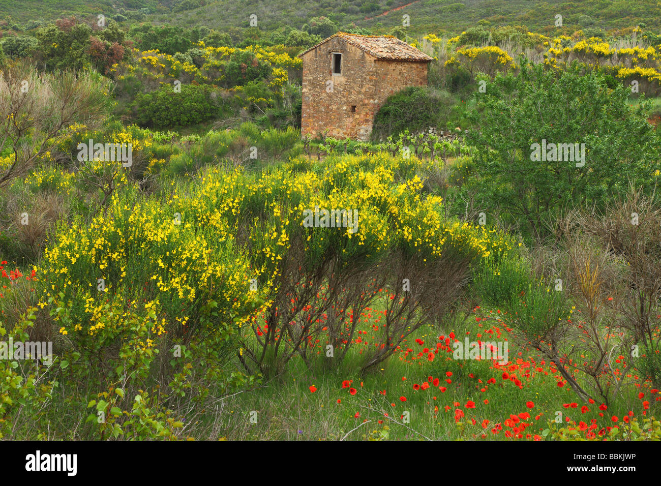 Vieille cabane en pierre dans une prairie au printemps Minervois Languedoc-Rousillon France balai en fleurs coquelicots en fleurs Banque D'Images