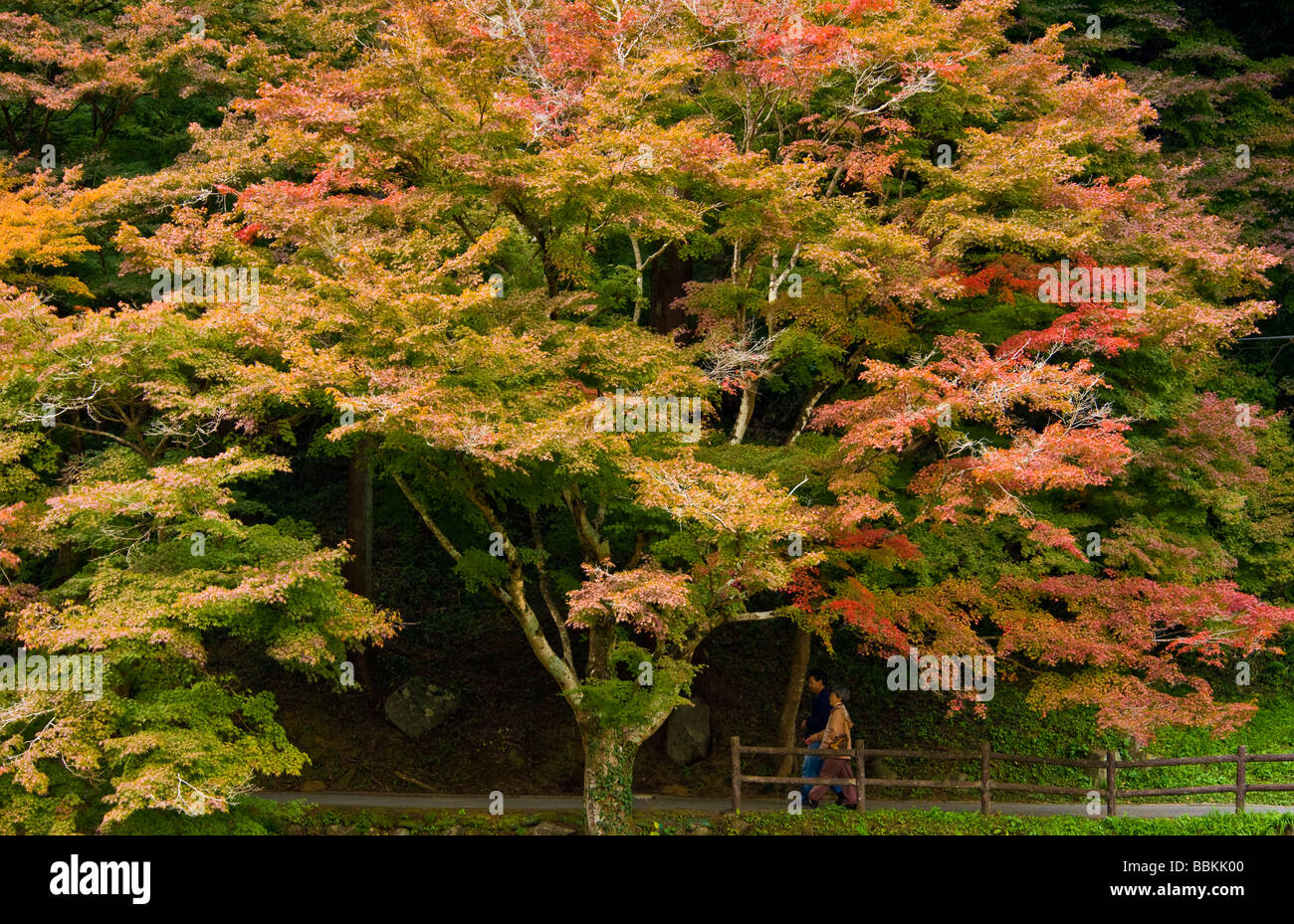 Couleurs d'automne Gorge Korankei Asuke district dans la ville de Toyota la préfecture d'Aichi au Japon Banque D'Images