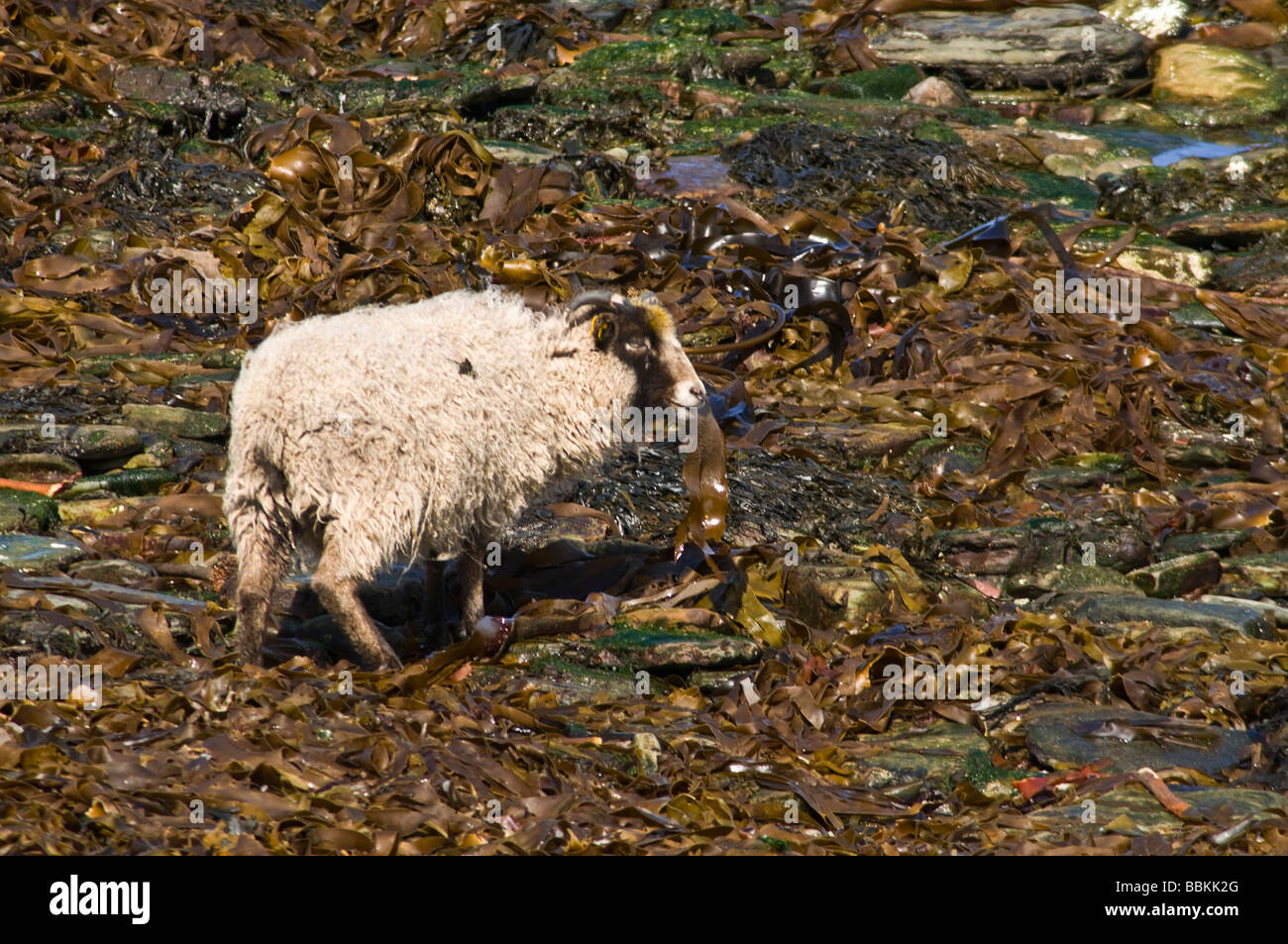 dh NORD RONALDSAY ORKNEY Nord Ronaldsay mouton blanc à face noire manger des algues varech brebis animaux un Banque D'Images