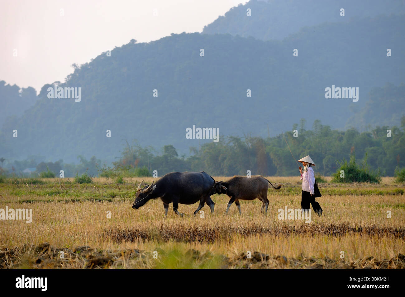 Farmer et ox labourer les champs en face de montagnes karstiques, Ninh Binh, Vietnam du Nord, en Asie du sud-est Banque D'Images