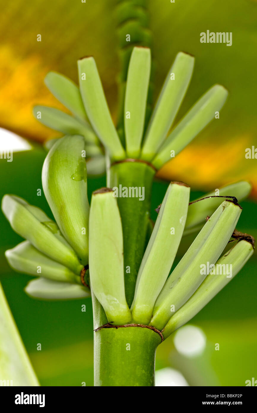 Groupe de la banane (Musa) Banque D'Images