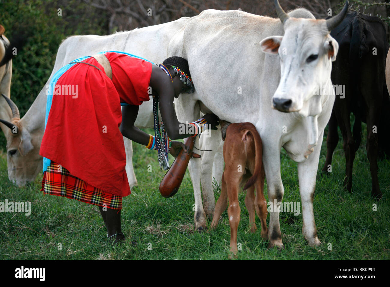 Maasai femme traire la vache Banque de photographies et d’images à