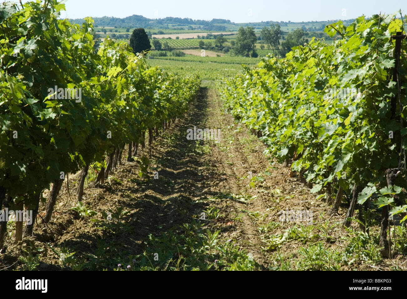 La vigne dans le sud de la France Banque D'Images