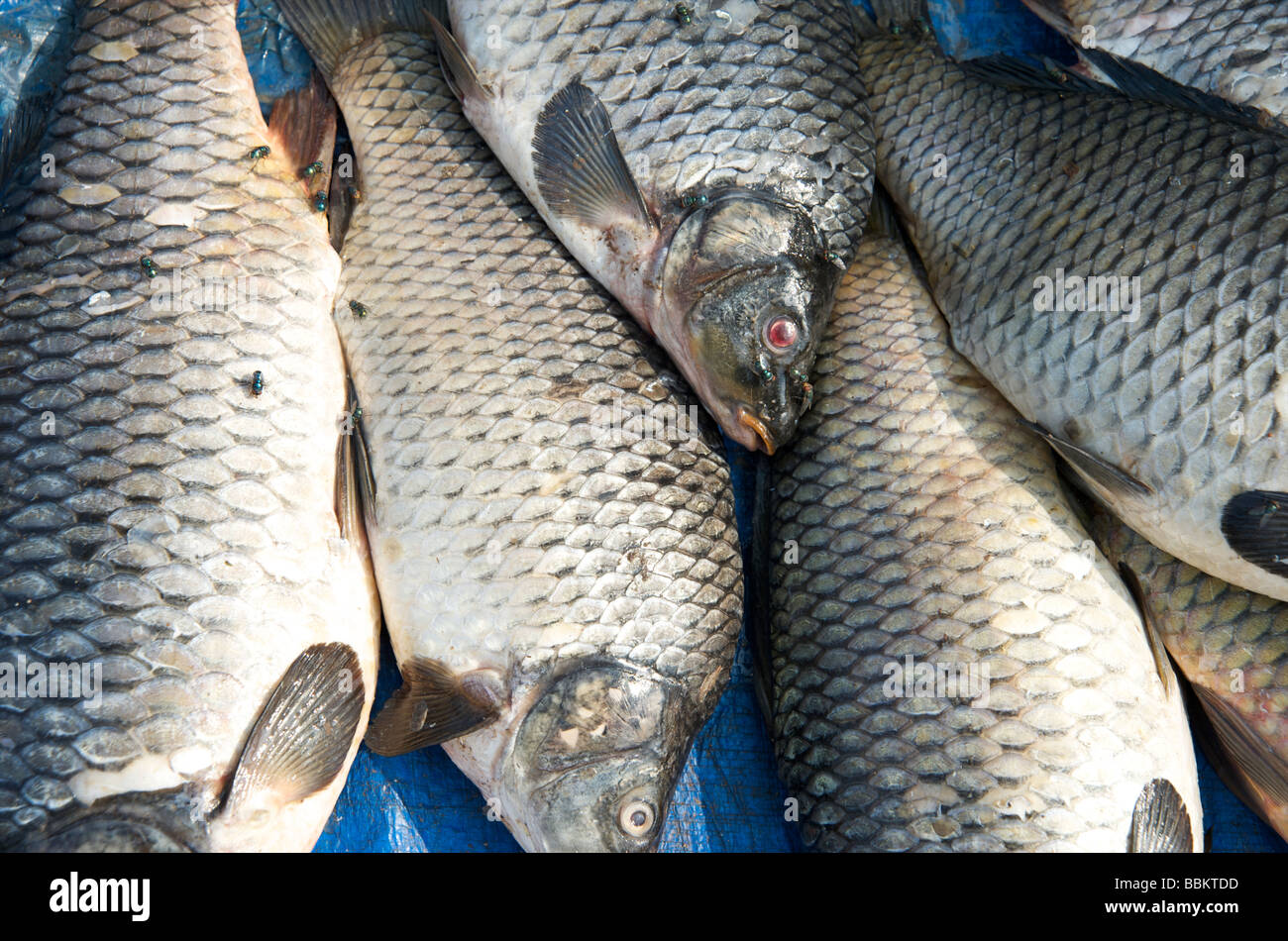 Close up d'argent poisson du Mékong, Luang Prabang au Laos Banque D'Images