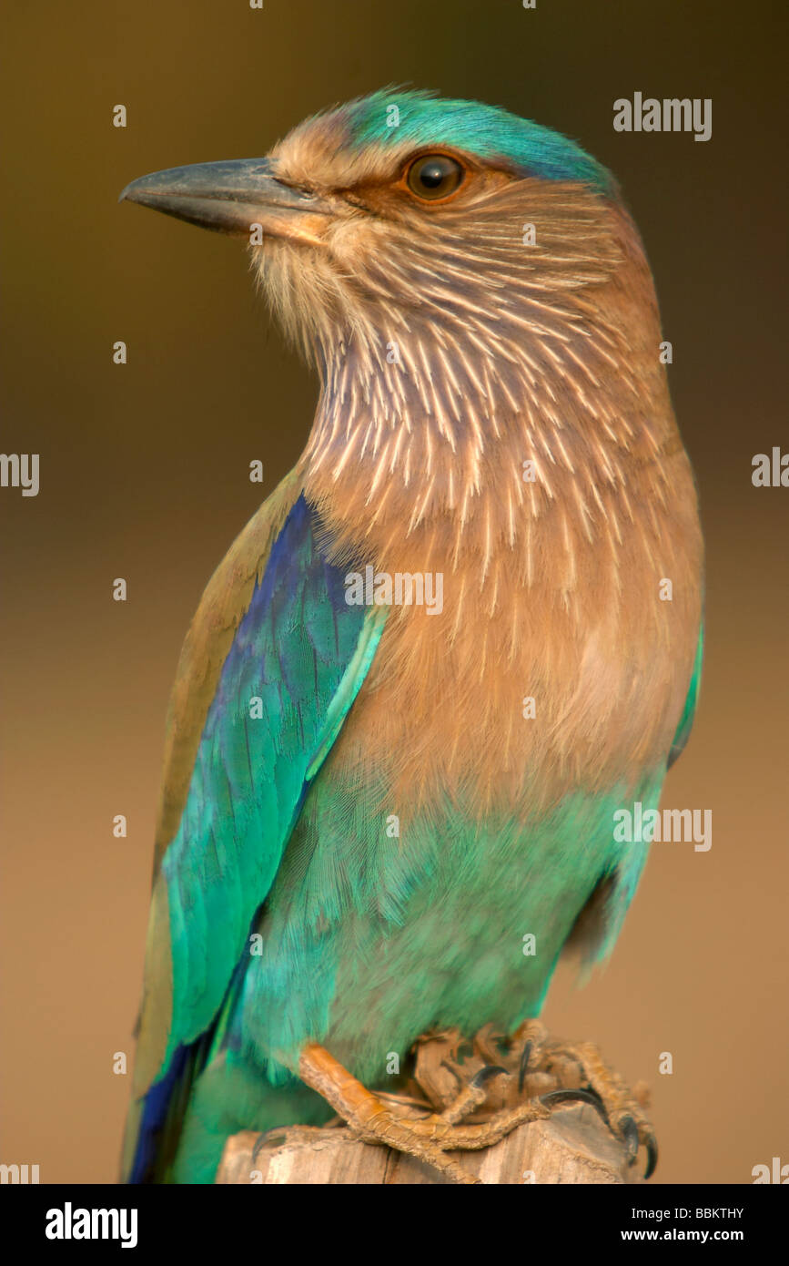 Rouleau indien, le geai bleu, Coracias benghalensis, Kanha National Park, le Madhya Pradesh, en Inde. Banque D'Images