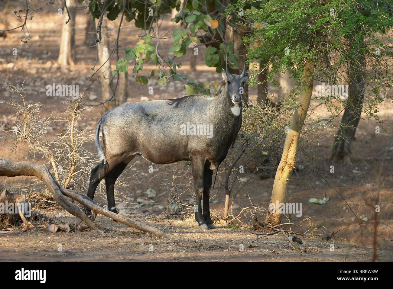 (Boselaphus tragocamelus le Nilgai) est une antilope qui est l'un des plus fréquemment les animaux sauvages du nord de l'Inde Banque D'Images