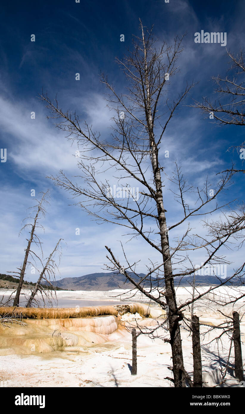 La région de Terrance Drive Mammoth Hot Springs Parc National de Yellowstone au Wyoming USA Banque D'Images