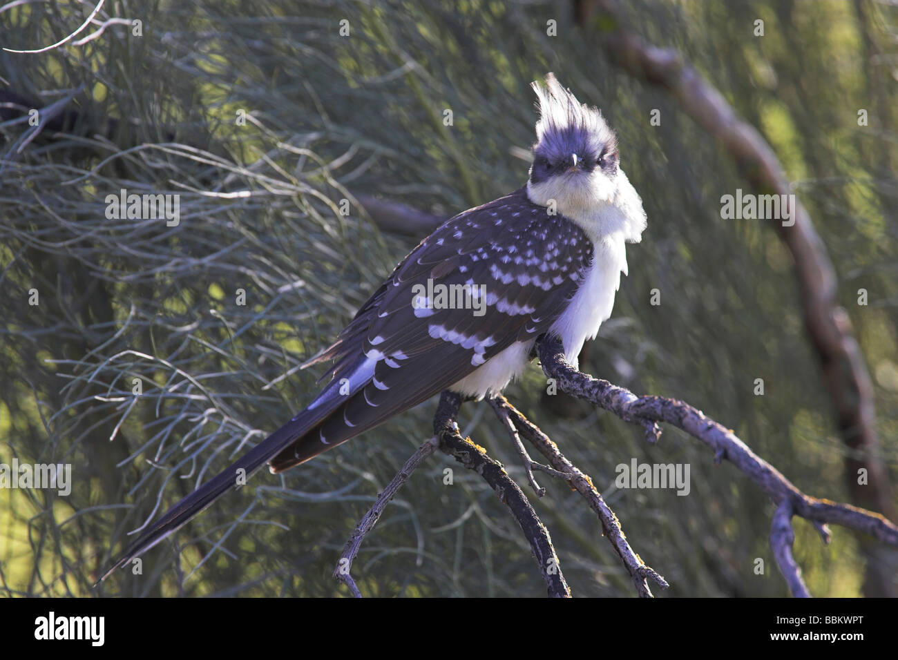 Great Spotted Cuckoo Clamator glandarius perché sur une branche en La Serena plaines, l'Espagne en février. Banque D'Images