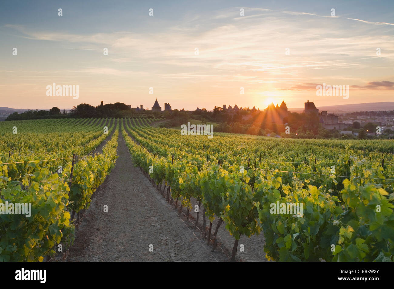 Vignobles à l'extérieur de la cité médiévale de Carcassonne au coucher du soleil. Languedoc Rousillon. France Banque D'Images