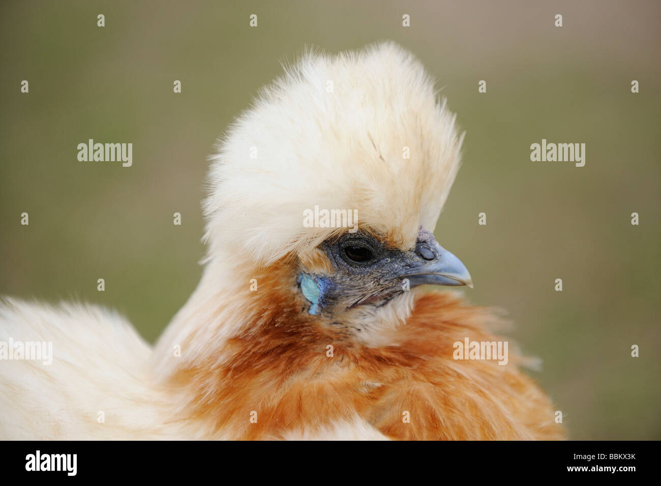 Brahma, poulet poulet domestique (Gallus gallus domesticus) Banque D'Images