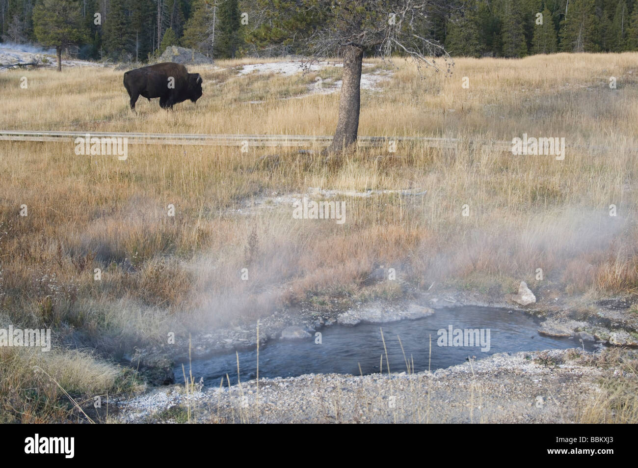 American Bison Bison bison bison Yellowstone NP Wyoming adultes Septembre 2005 Banque D'Images