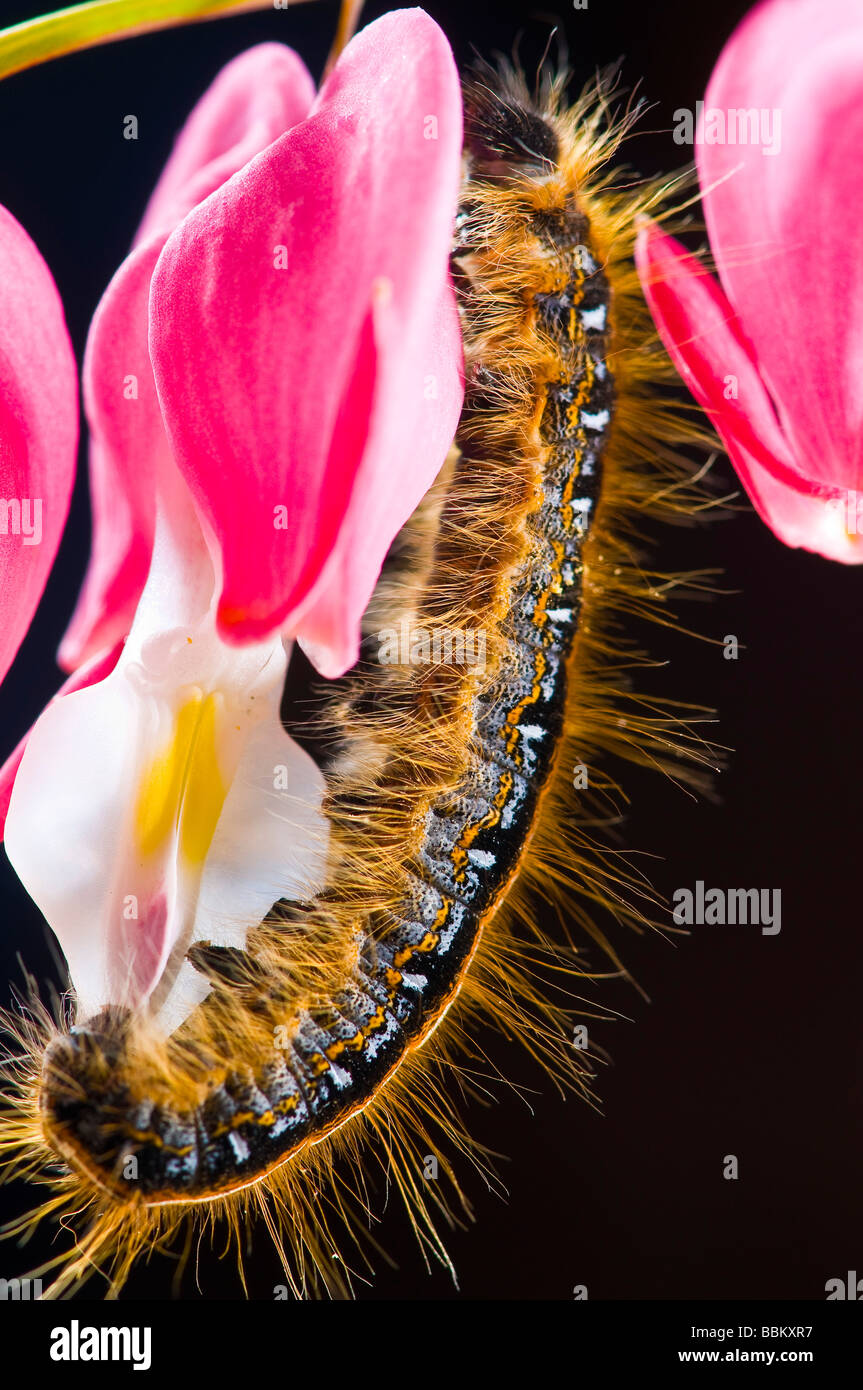 Gros plan d'une chenille sur une fleur rose Banque D'Images