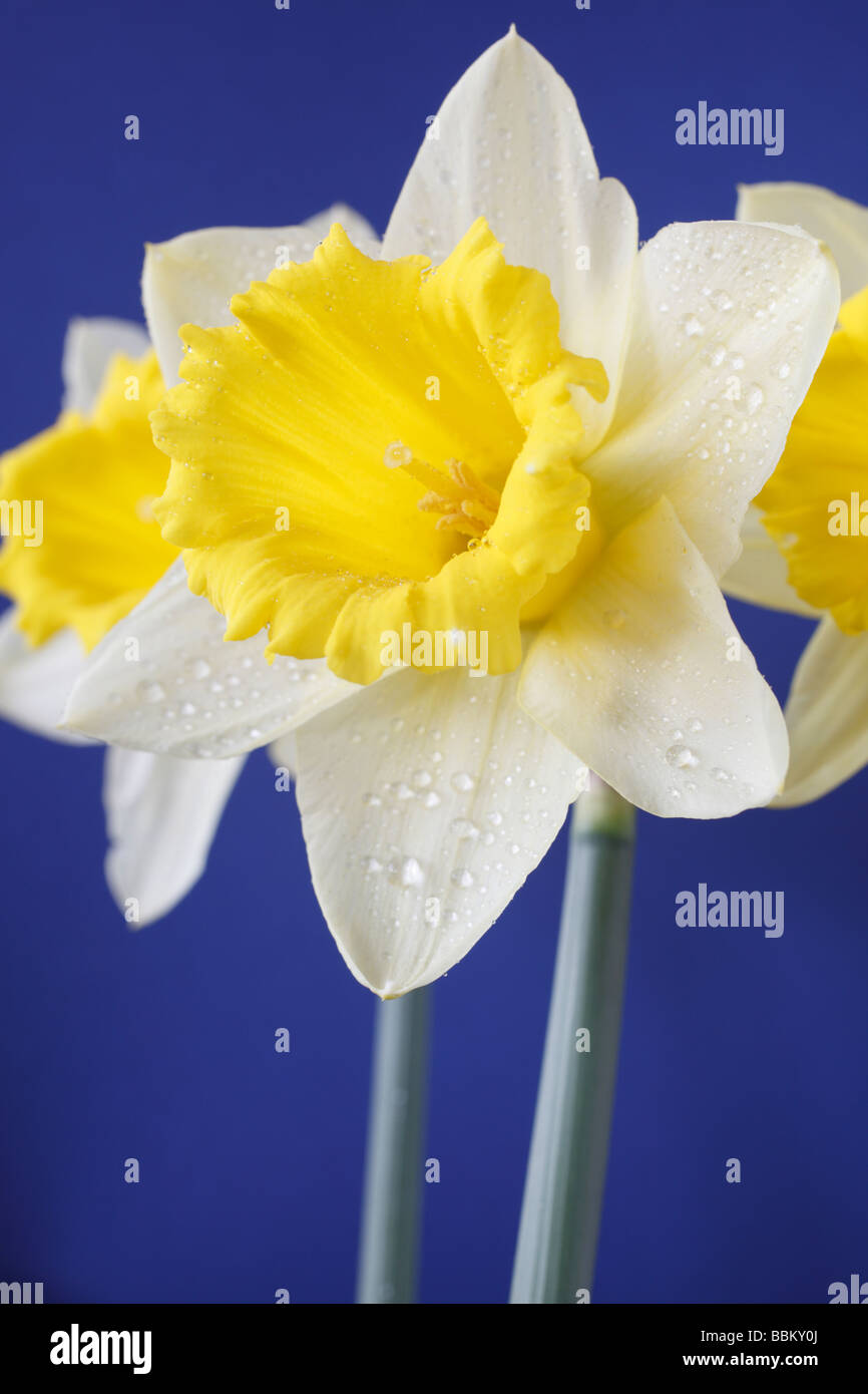 Narcissus 'Crewenna' (Jonquille) Div 1 trompette Banque D'Images