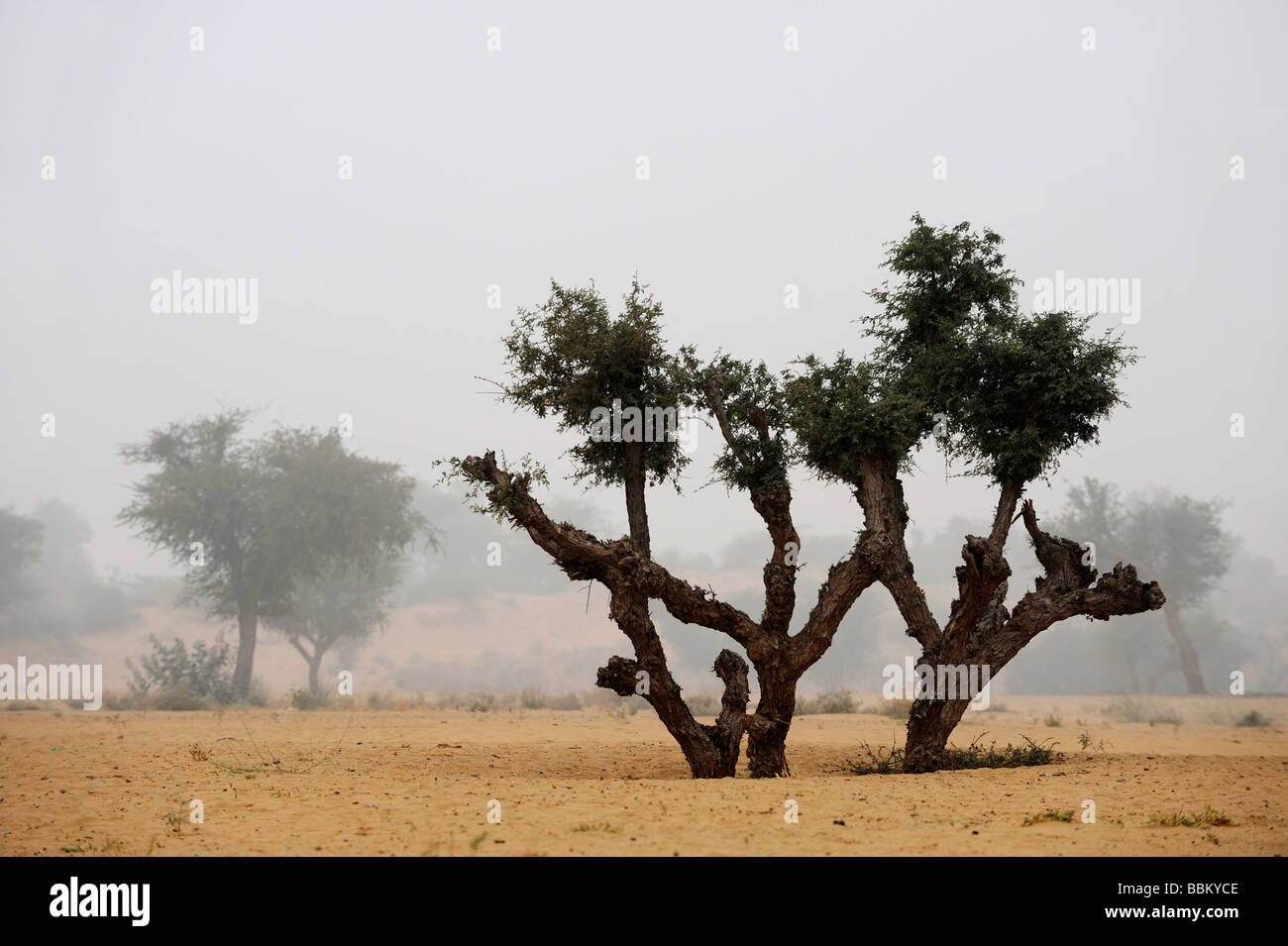 Paysage désertique avec des arbres dans le brouillard, Rajasthan, Inde du Nord, en Asie du Sud Banque D'Images