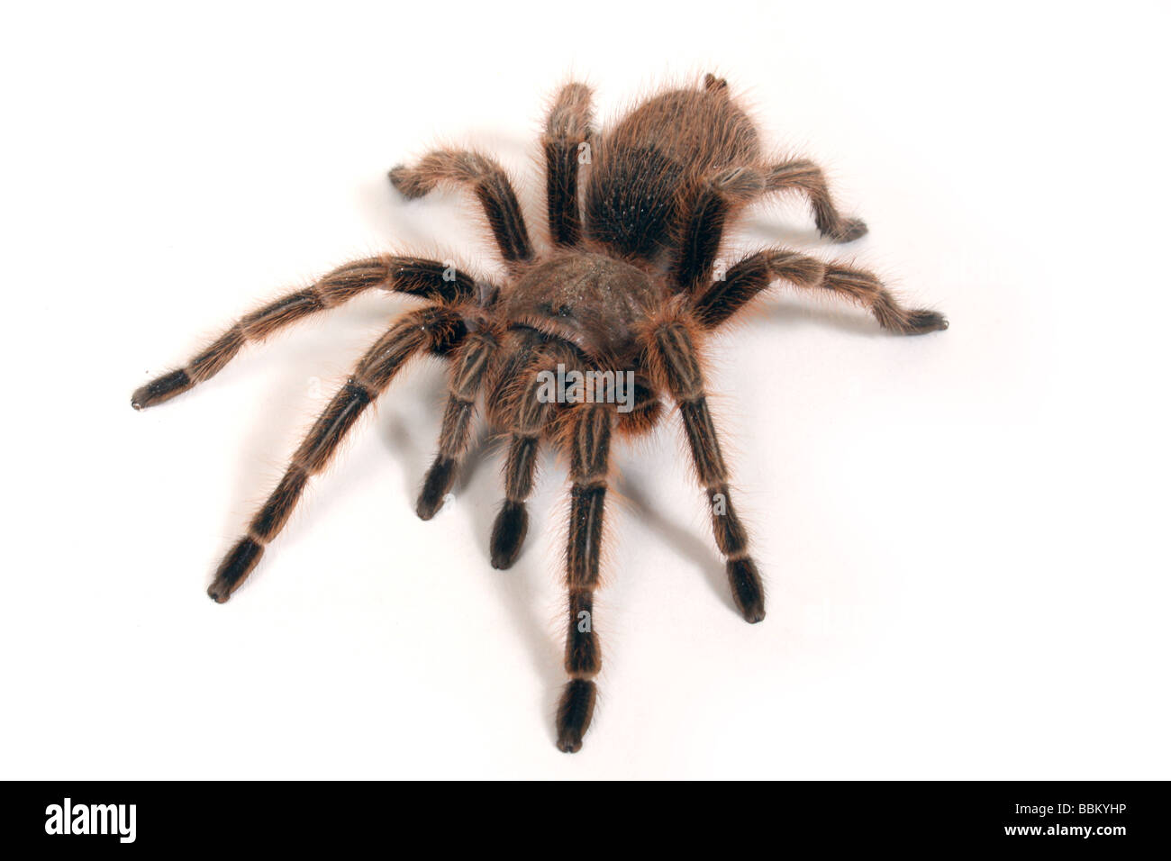 Une rose chilien Tarantula Banque D'Images