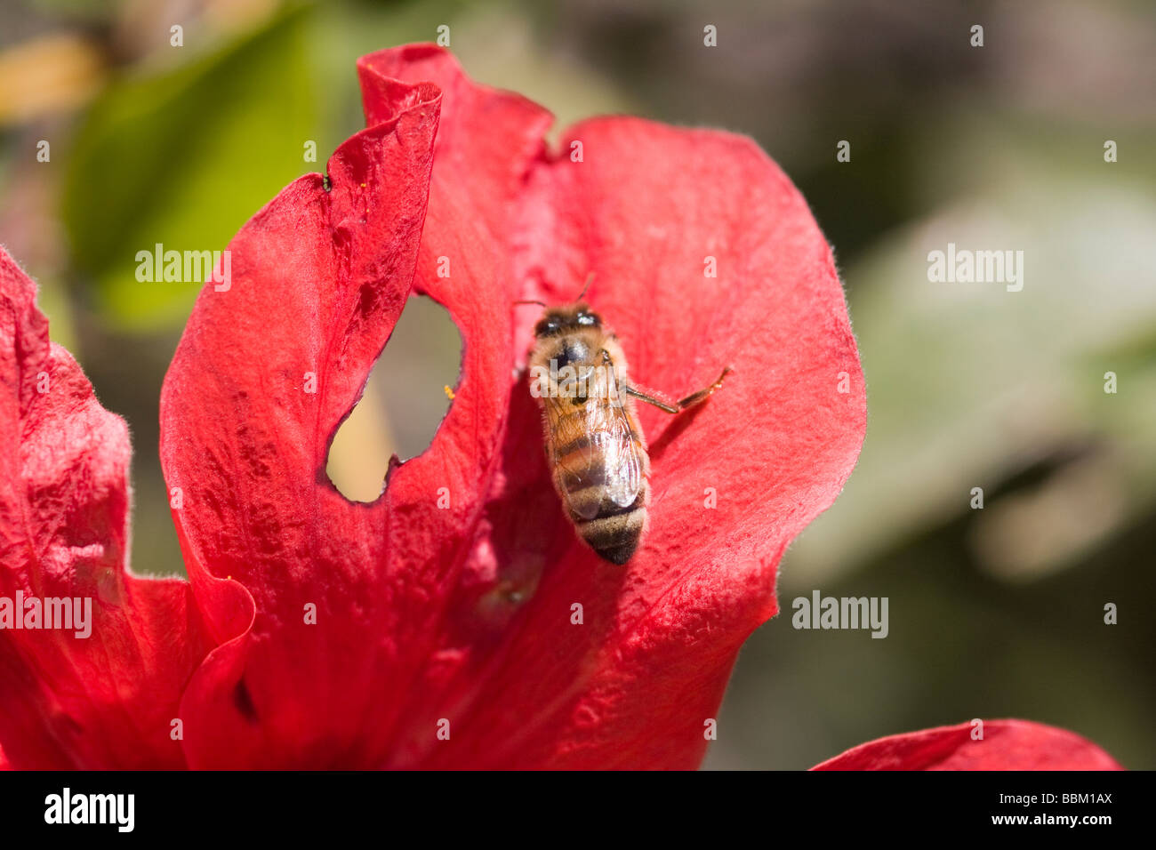 Abeille naine rouge Banque de photographies et d’images à haute résolution Alamy