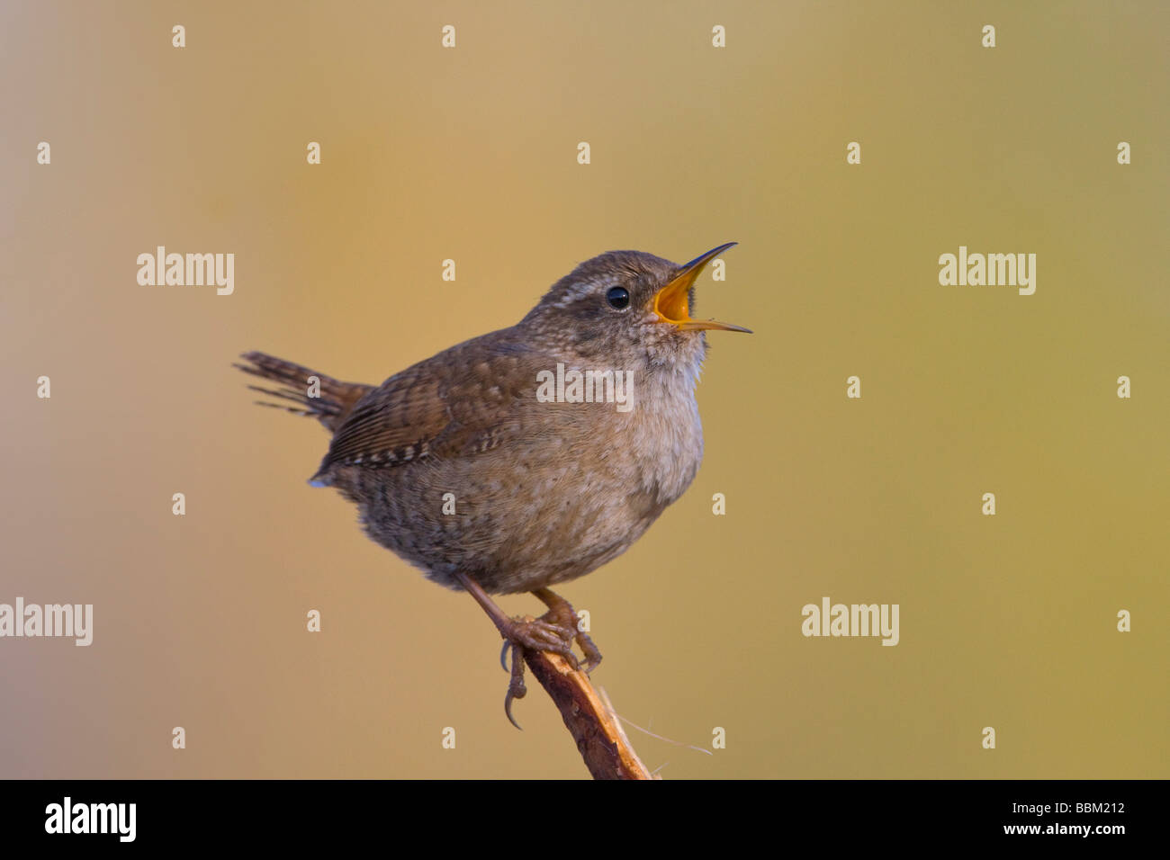 Le Troglodyte mignon (Troglodytes troglodytes) Banque D'Images