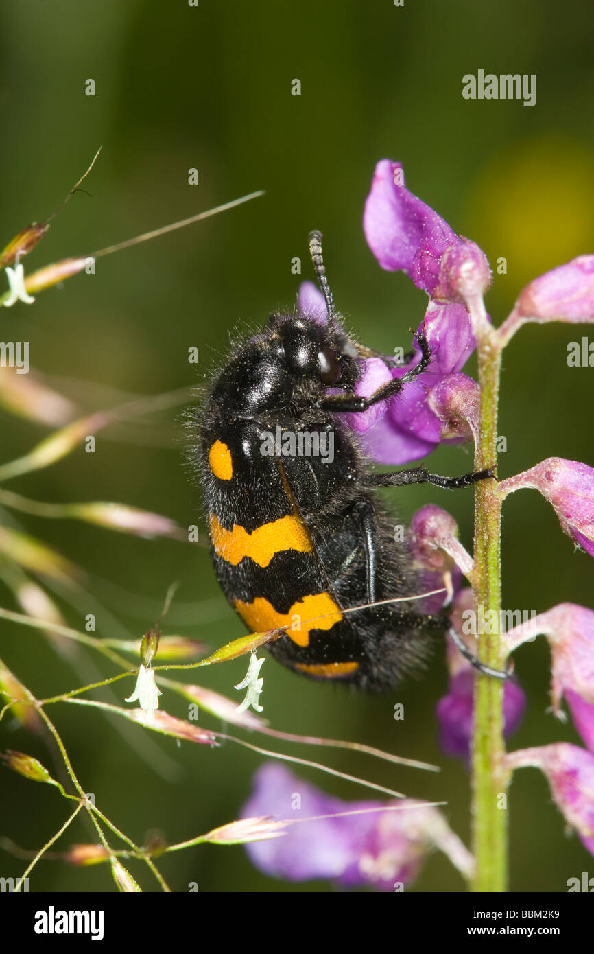 Un Blister espèces de coléoptères (Meloidae : Mylabris polymorpha) se nourrissent d'une fleur pourpre Banque D'Images
