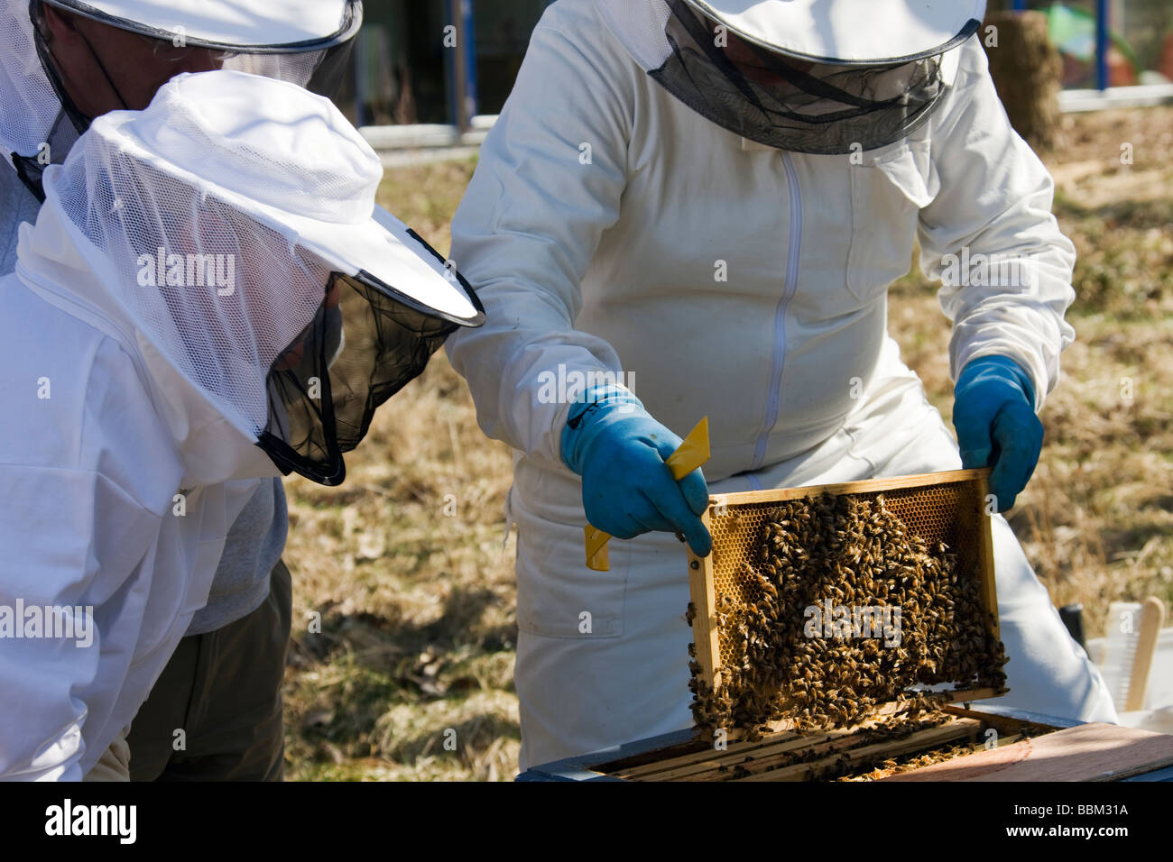 Les apiculteurs de l'inspection d'un cadre de cellules à partir de la ruche. Banque D'Images