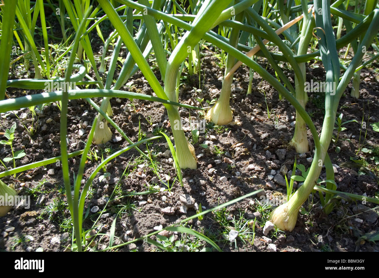 De plus en plus d'oignons dans un allotissement Banque D'Images