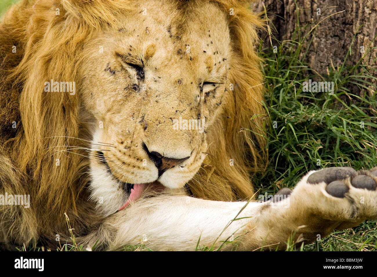 Lion léchant paw - Masai Mara National Reserve, Kenya Banque D'Images