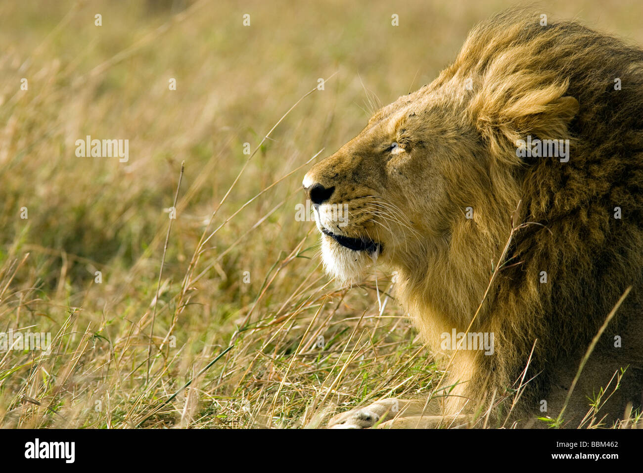 Profil de lion mâle dans le vent - Masai Mara National Reserve, Kenya Banque D'Images