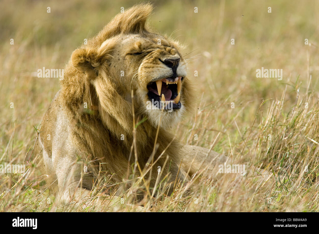 Lion mâle baillant - Masai Mara National Reserve, Kenya Banque D'Images