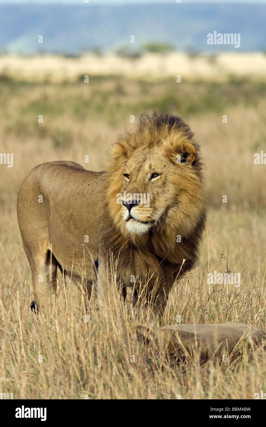 Homme lion portrait - Masai Mara National Reserve, Kenya Banque D'Images