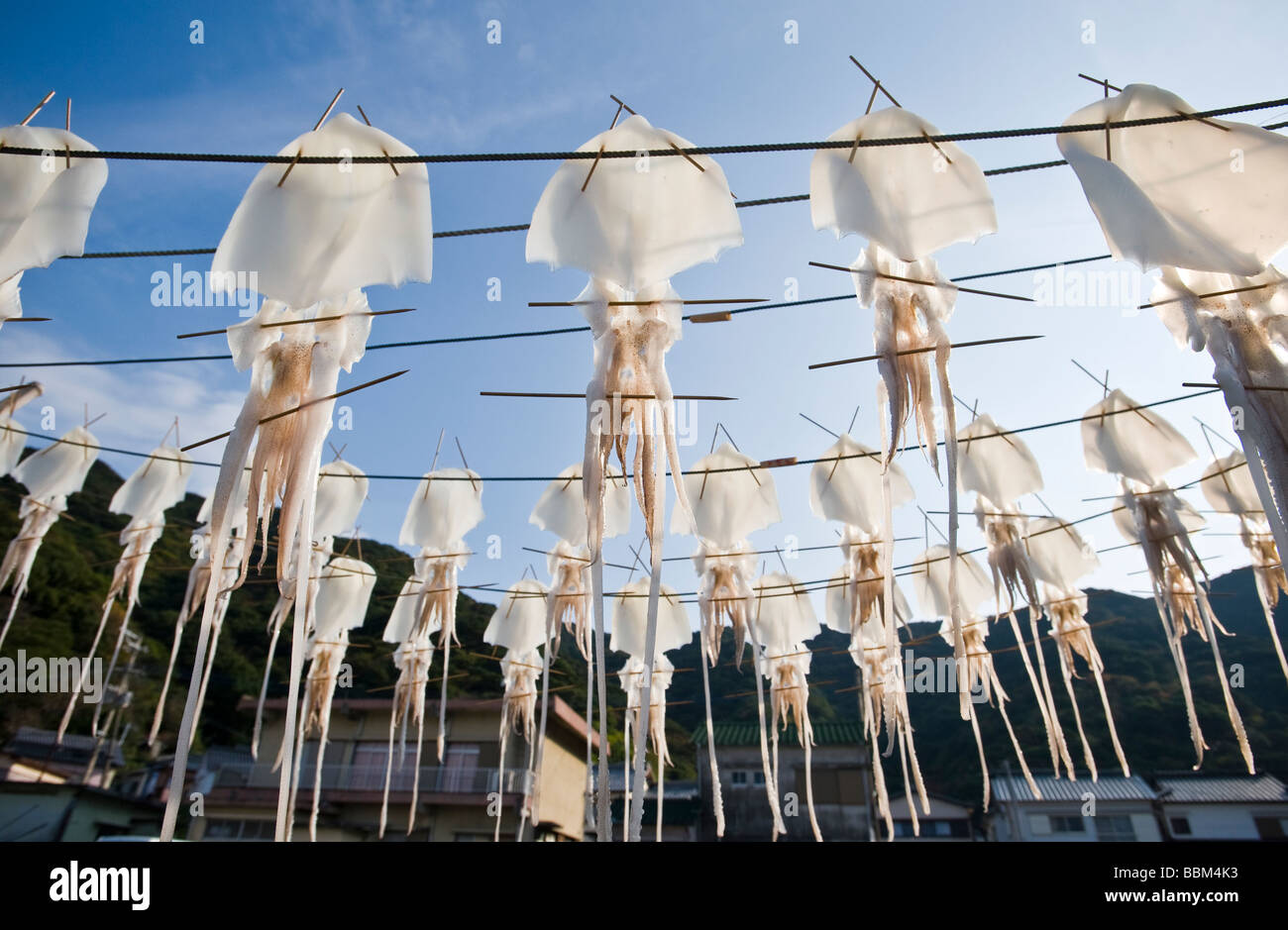 Squid ika le séchage sur lignes dans Tsurimi cho Saiki La préfecture d'Oita au Japon Banque D'Images