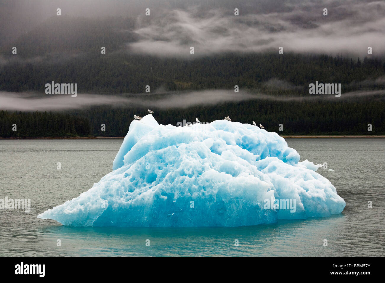 Iceberg avec les goélands à Endicott Arm, le passage de l'intérieur, le sud-est de l'Alaska, USA Banque D'Images Iceberg avec les goélands à Endicott Arm, le passage de l'intérieur, le sud-est de l'Alaska, USA Banque D'Images