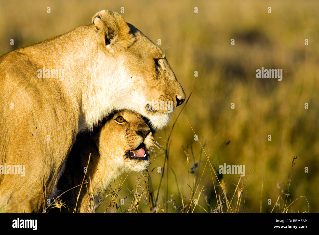 Close-up de la mère et l'enfant lion - Masai Mara National Reserve, Kenya Banque D'Images