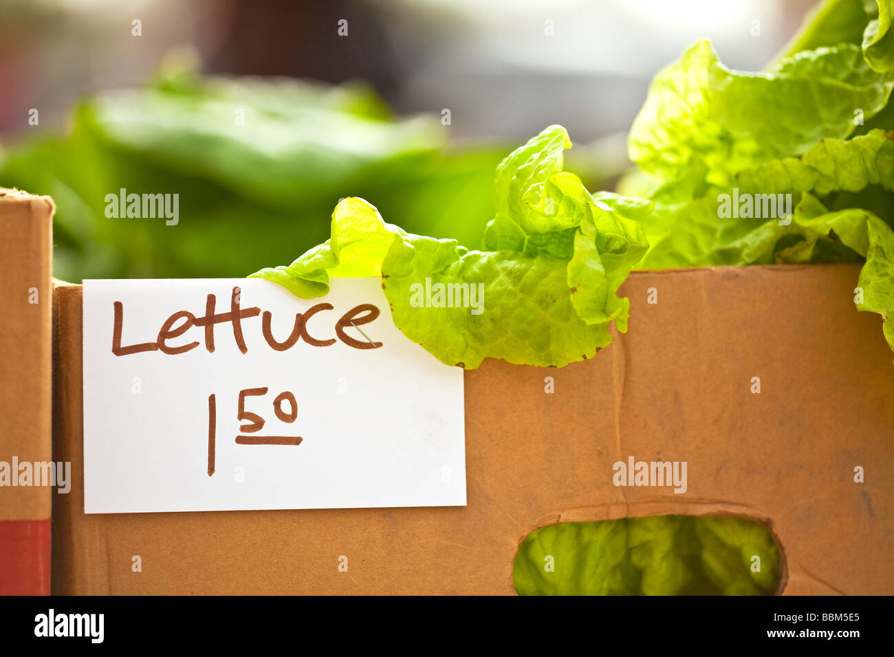Laitue Dans Un Marché Agricole, St. Norbert, Winnipeg (Manitoba), Canada. Banque D'Images