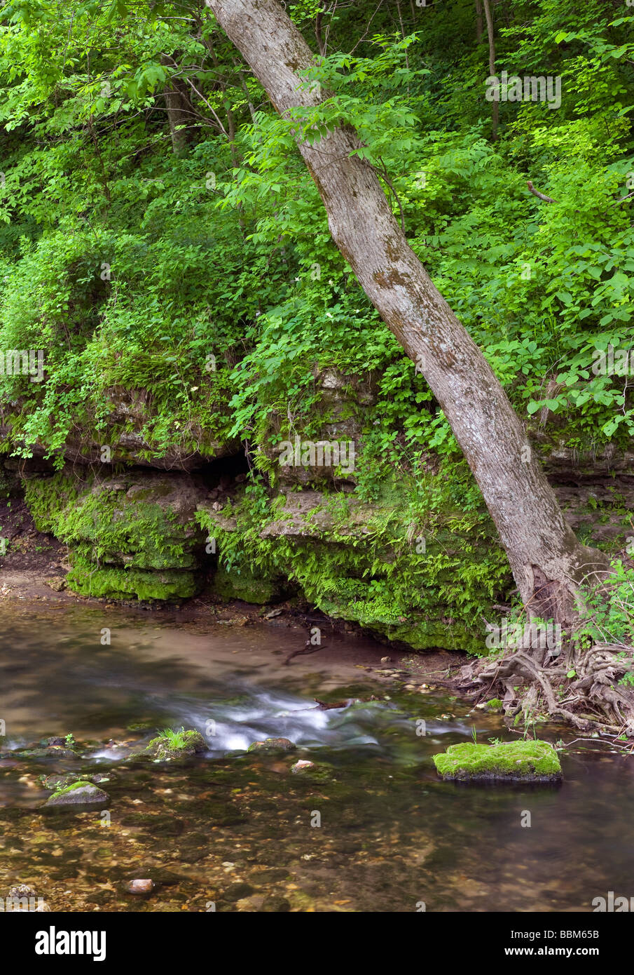 Richmond, Backbone Printemps State Park, Delaware Comté (Iowa) Banque D'Images