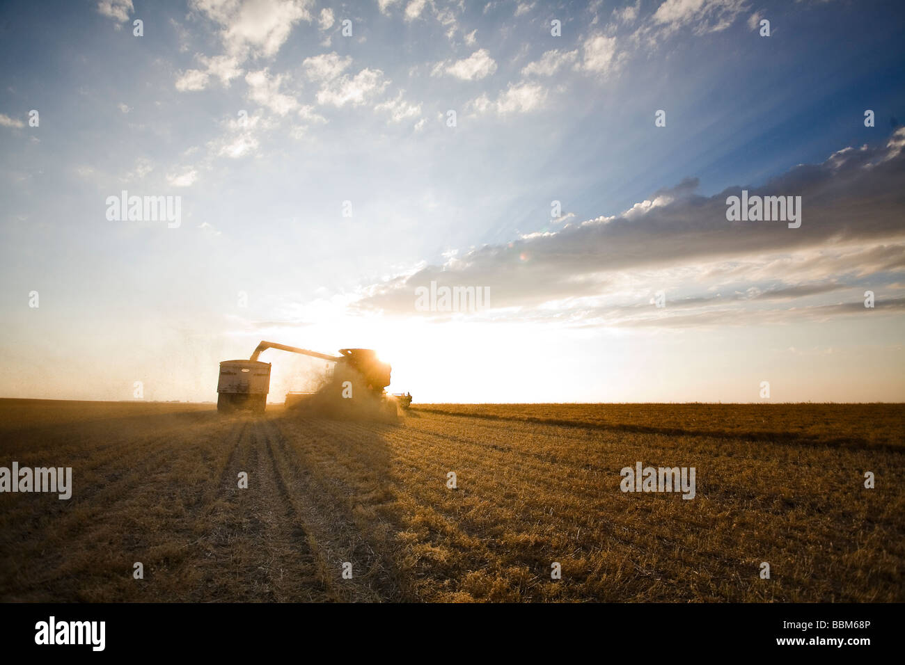 Les lentilles de la moissonneuse-batteuse en camion à grain, en Saskatchewan Banque D'Images