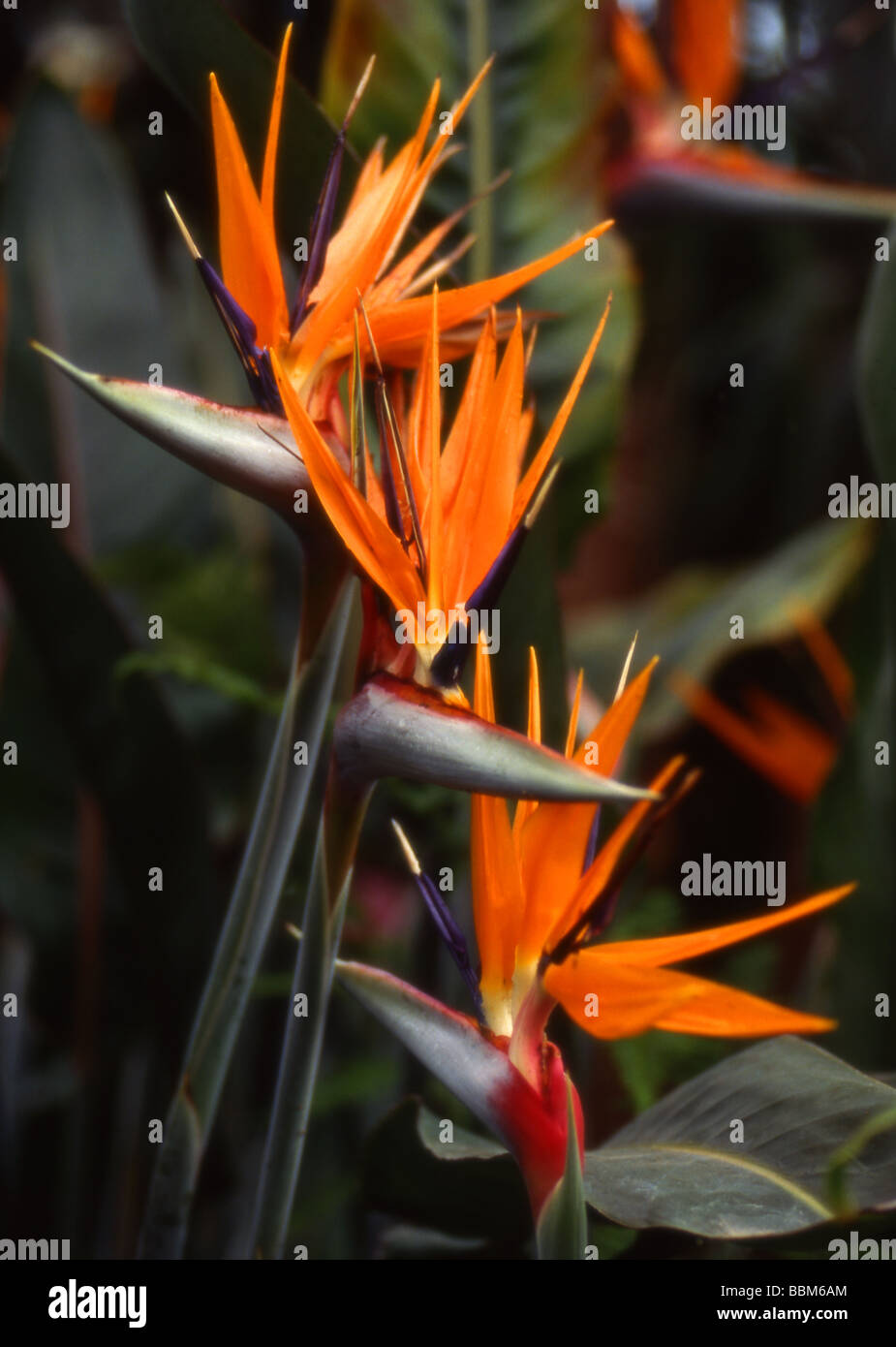 Strelitzia, Crane fleur ou oiseau du paradis, Strelitzia reginae, Strelitziaceae, Afrique du Sud Banque D'Images