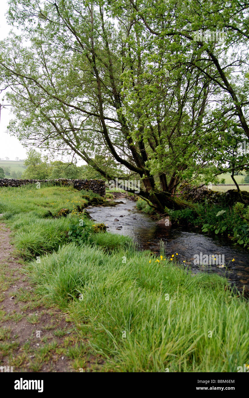 Gordale Beck en aval des Janets Foss dans Malhamdale Banque D'Images