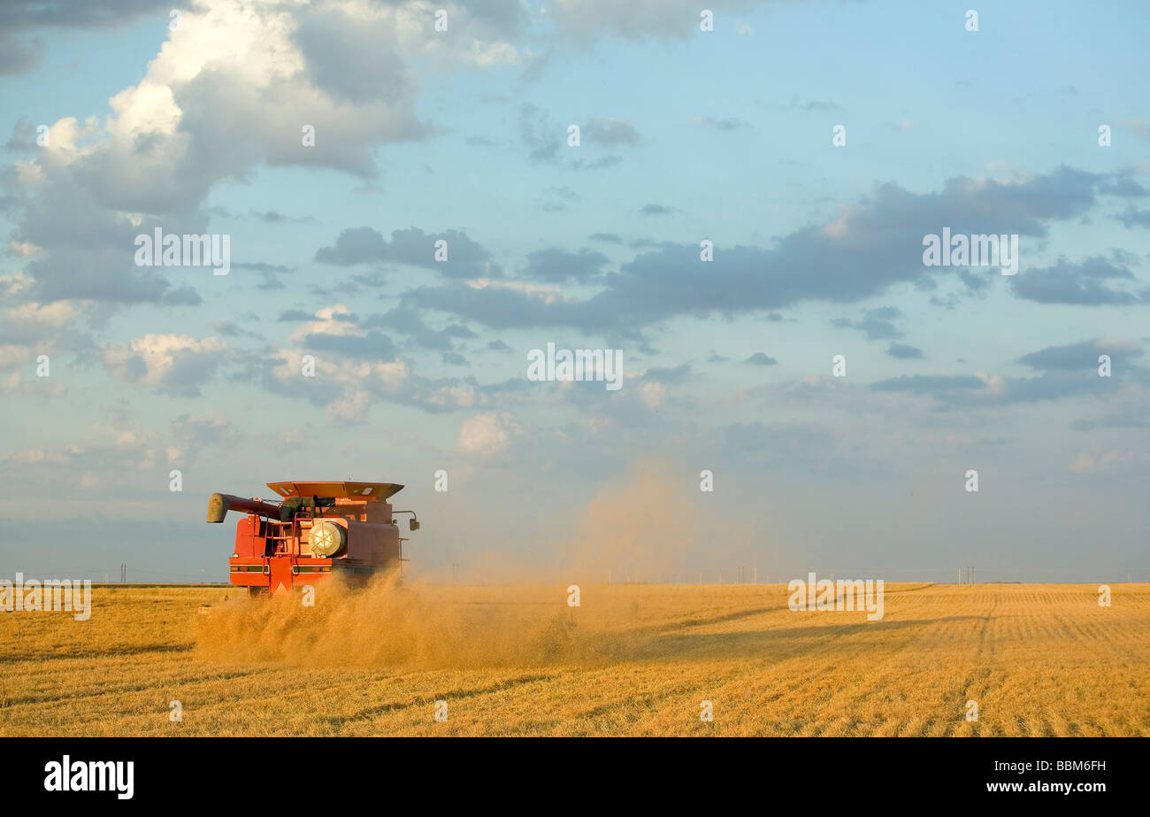 La moissonneuse-batteuse sur le domaine de la lentille, Saskatchewan Banque D'Images