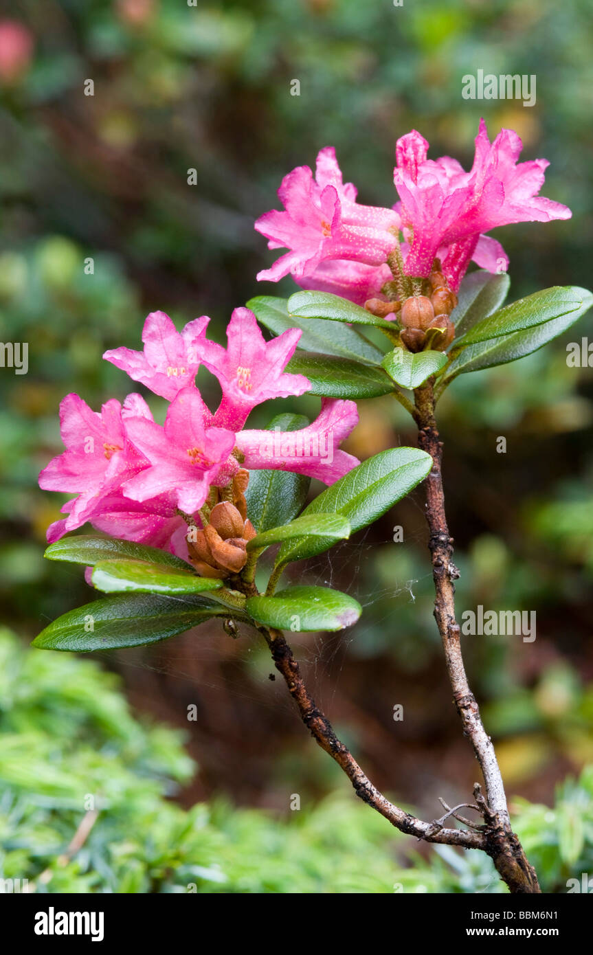 Rusty-leaved Alpenrose (Rhododendron ferrugineum), Gilfert, Tux Alpes, Tyrol, Autriche, Europe Banque D'Images